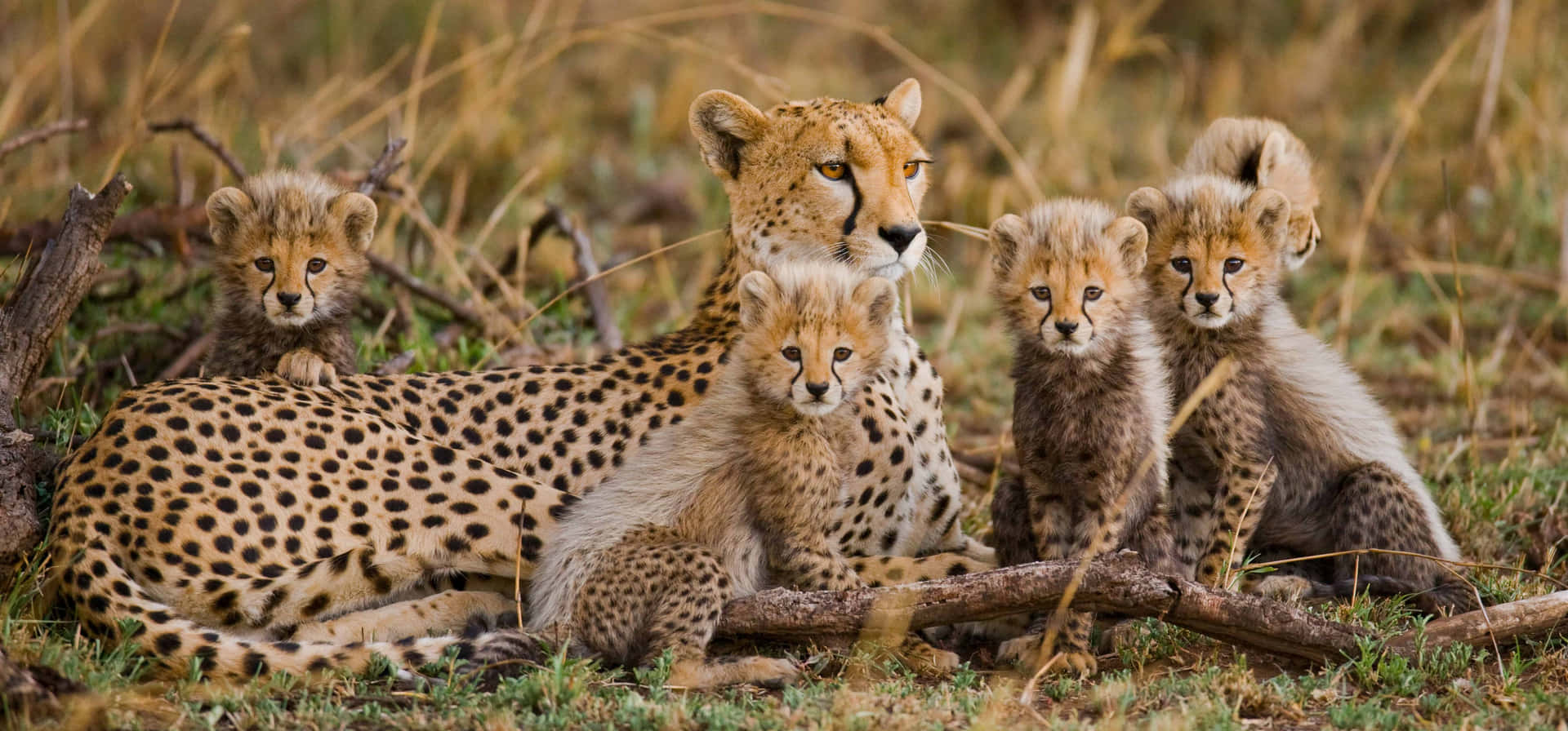 Safari Baby Cheetah African Wildlife Picture