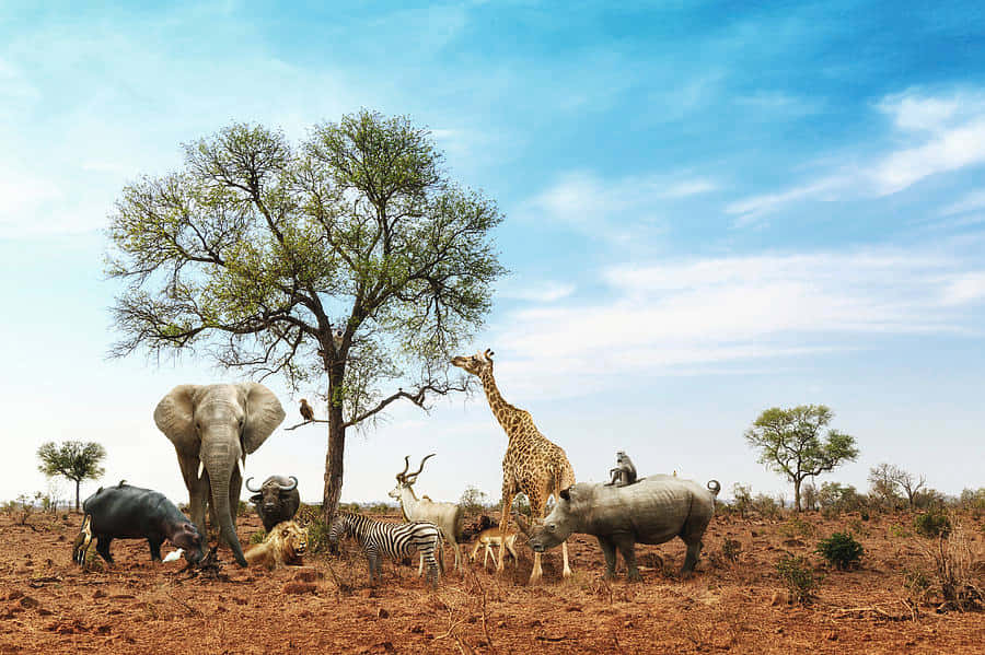 Imagende Animales Salvajes Africanos En Safari