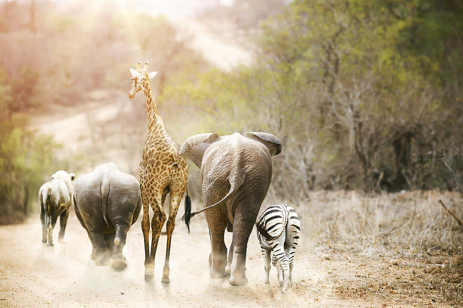 Safarivilda Djur Går Afrikansk Djurliv Bild