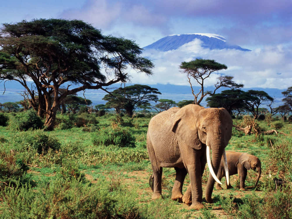 Safaribild På Afrikansk Djurliv