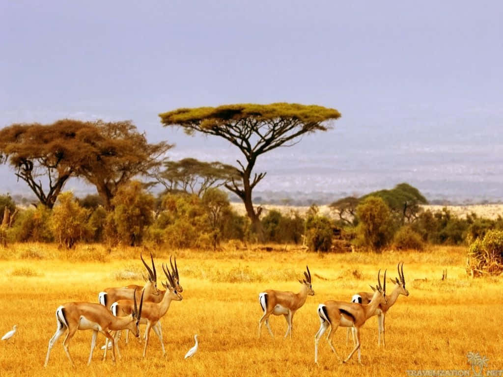 Imagende Vida Silvestre De Una Gacela Thomson Africana En Safari.