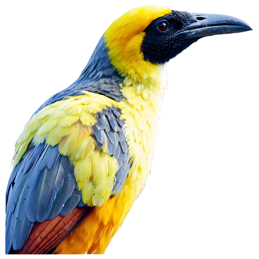 Safari Rare Bird Species Png Uyx PNG