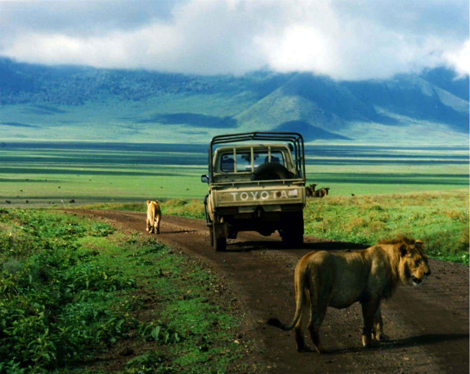 Safari Køretøjer og Løve Ngorongoro Krater Nord Tanzania Vores Naturlige Skønhed Wallpaper