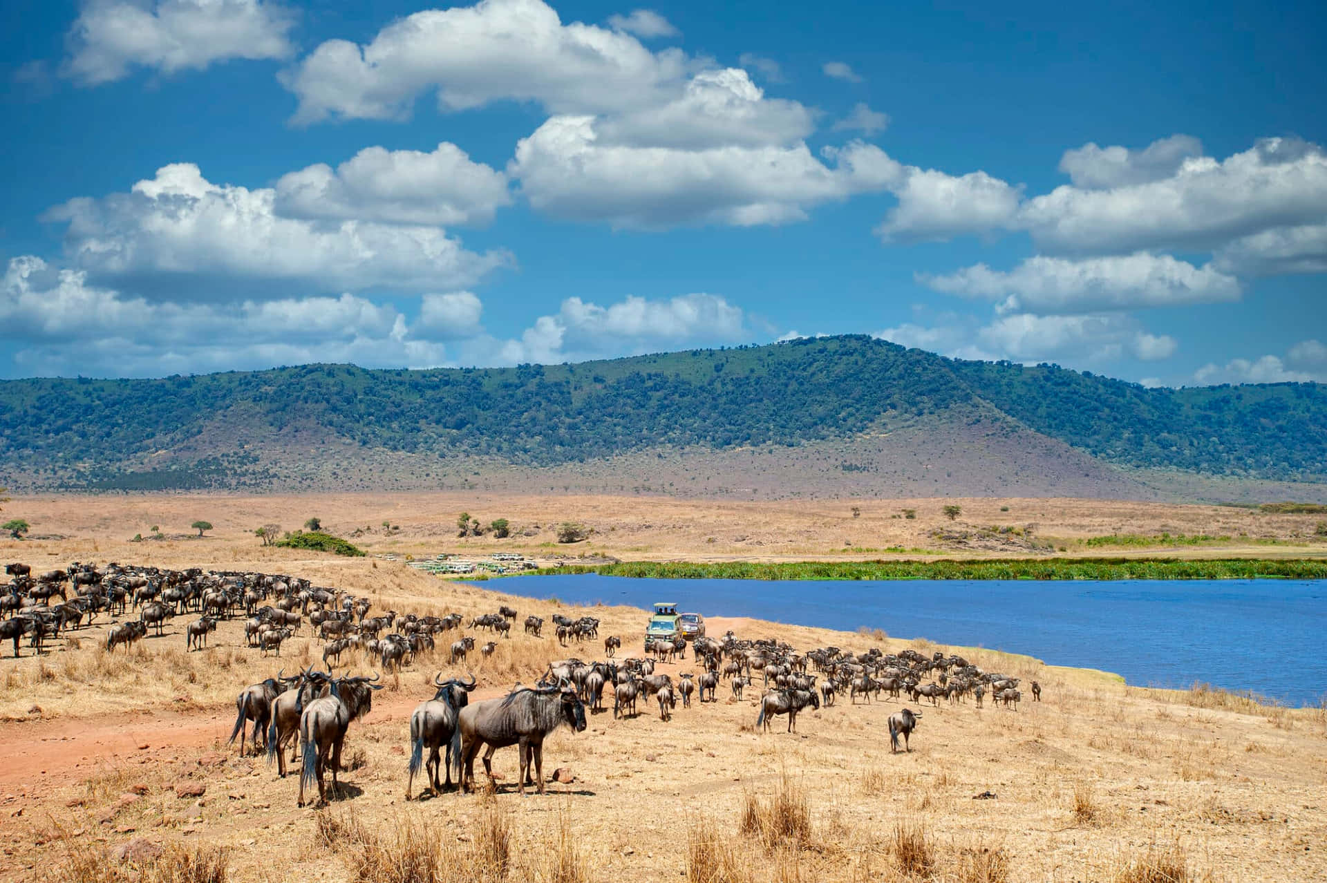 Veicolosafari Al Lago Magadi Nella Cratere Del Ngorongoro Sfondo