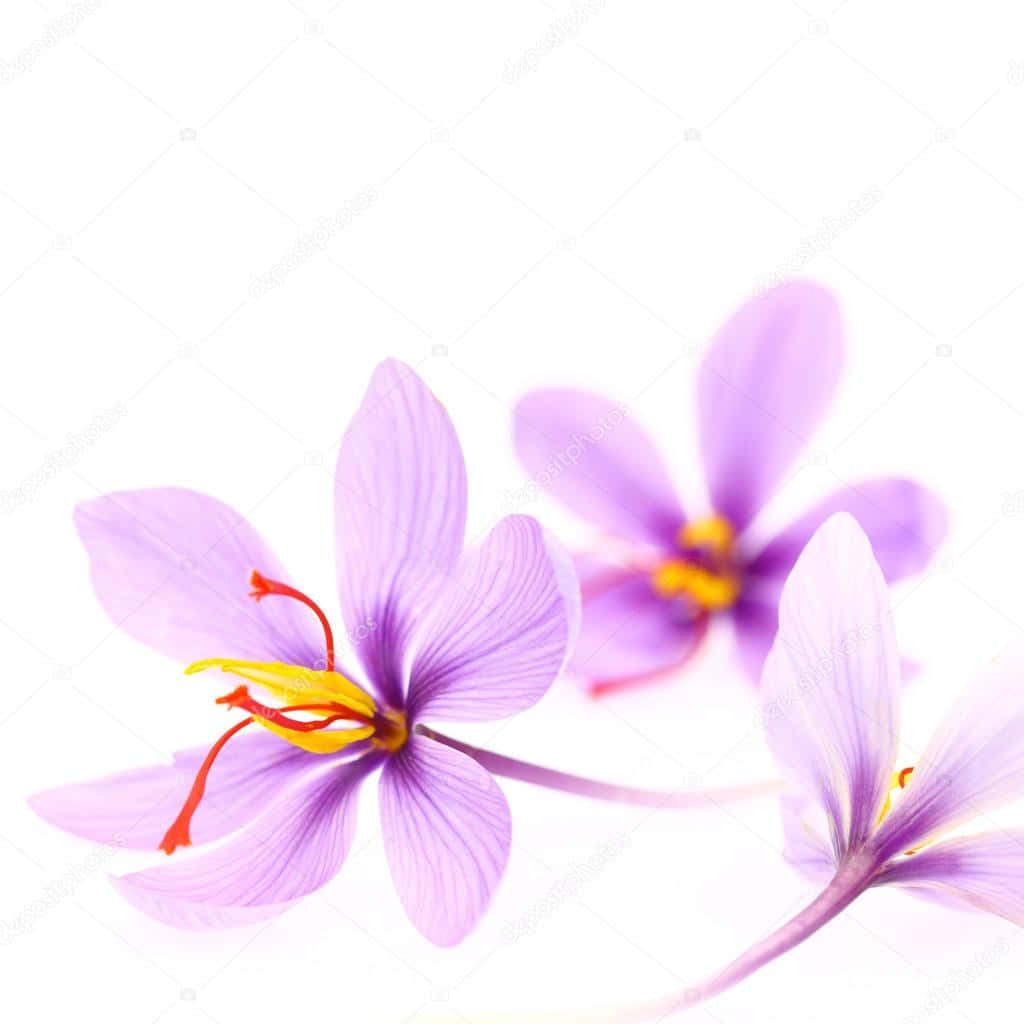 Saffron-colored Abstract Background