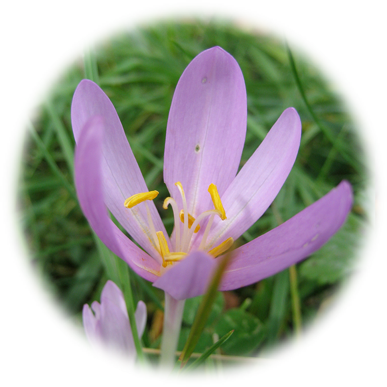 Download Saffron Crocus Flower Closeup | Wallpapers.com