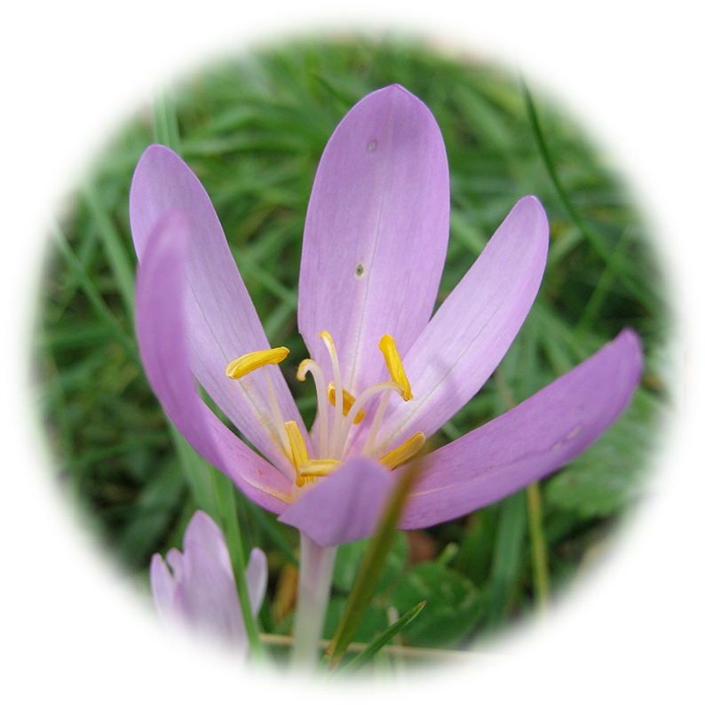 Saffron Crocus Flower Closeup PNG