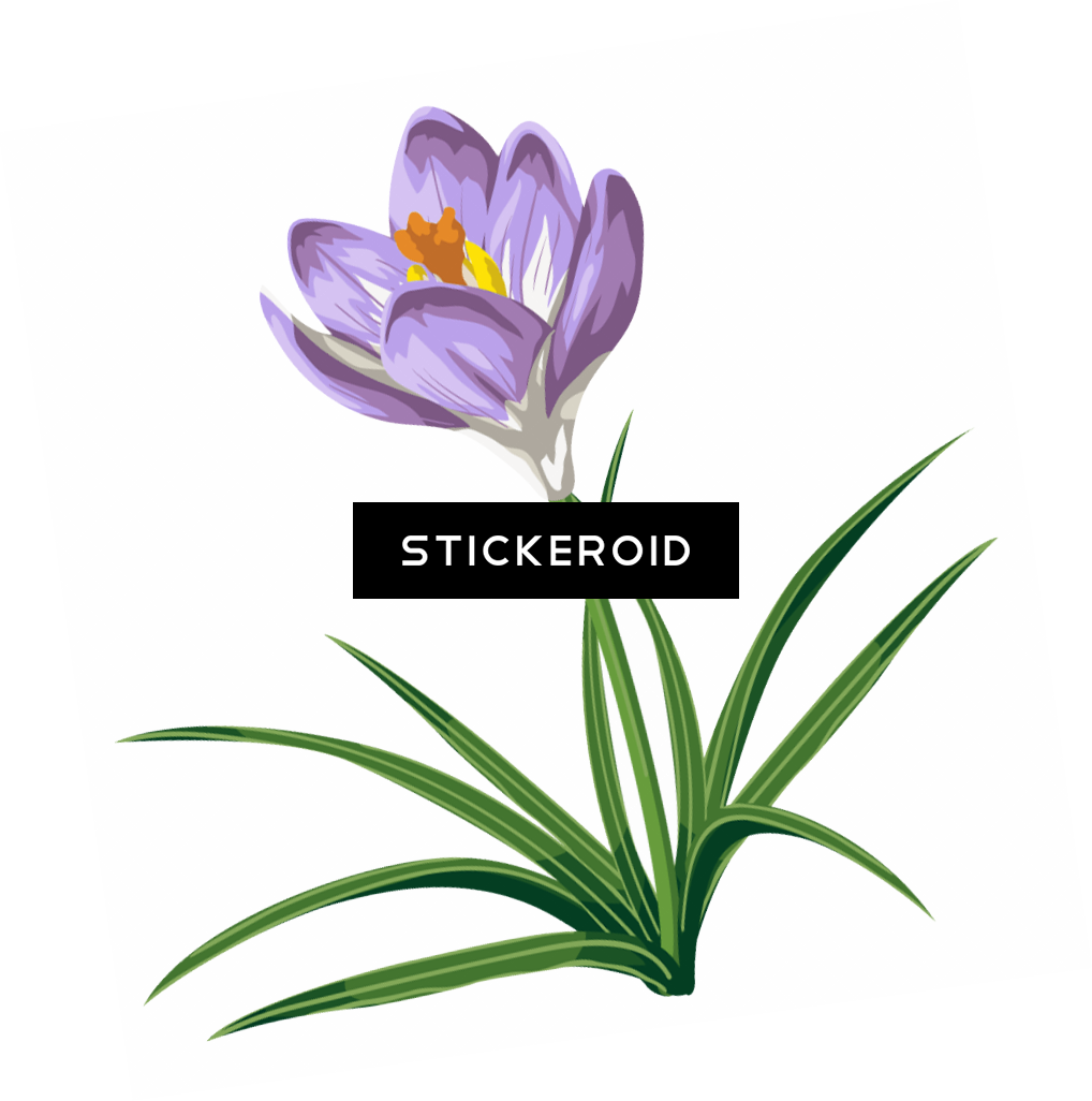 Saffron Crocus Flower Illustration PNG