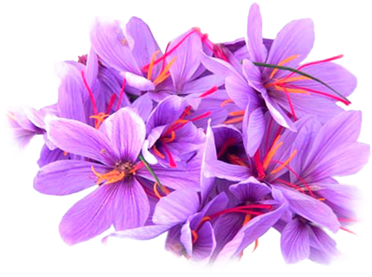 Saffron Crocus Flowers Cluster.png PNG
