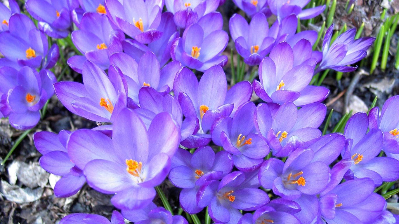 Saffron Crocus Growing Out In The Wilds Wallpaper