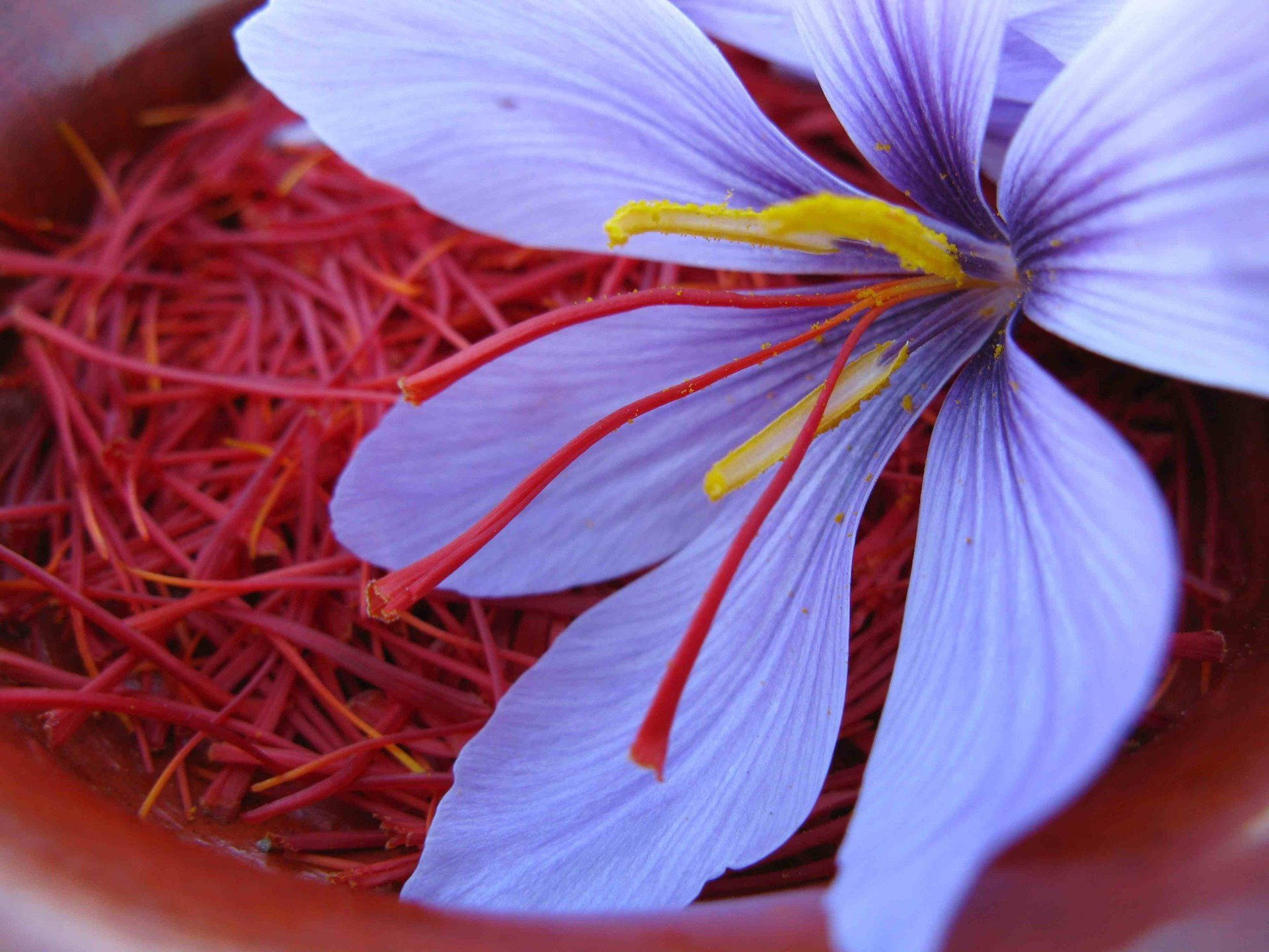 Saffron Crocus In Crimson And Lilac Wallpaper
