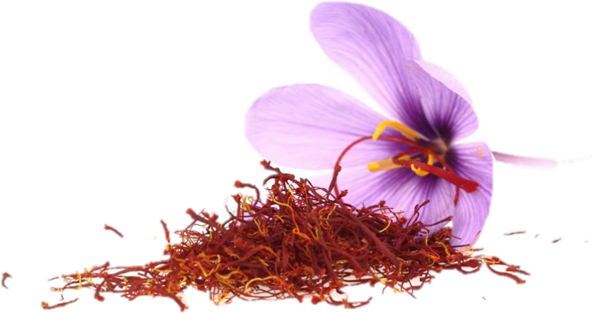 Saffron Stigmasand Crocus Flower.png PNG