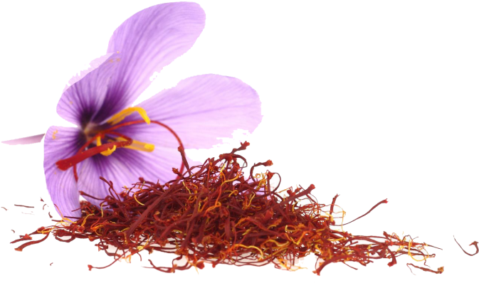 Saffron Stigmasand Flower.png PNG