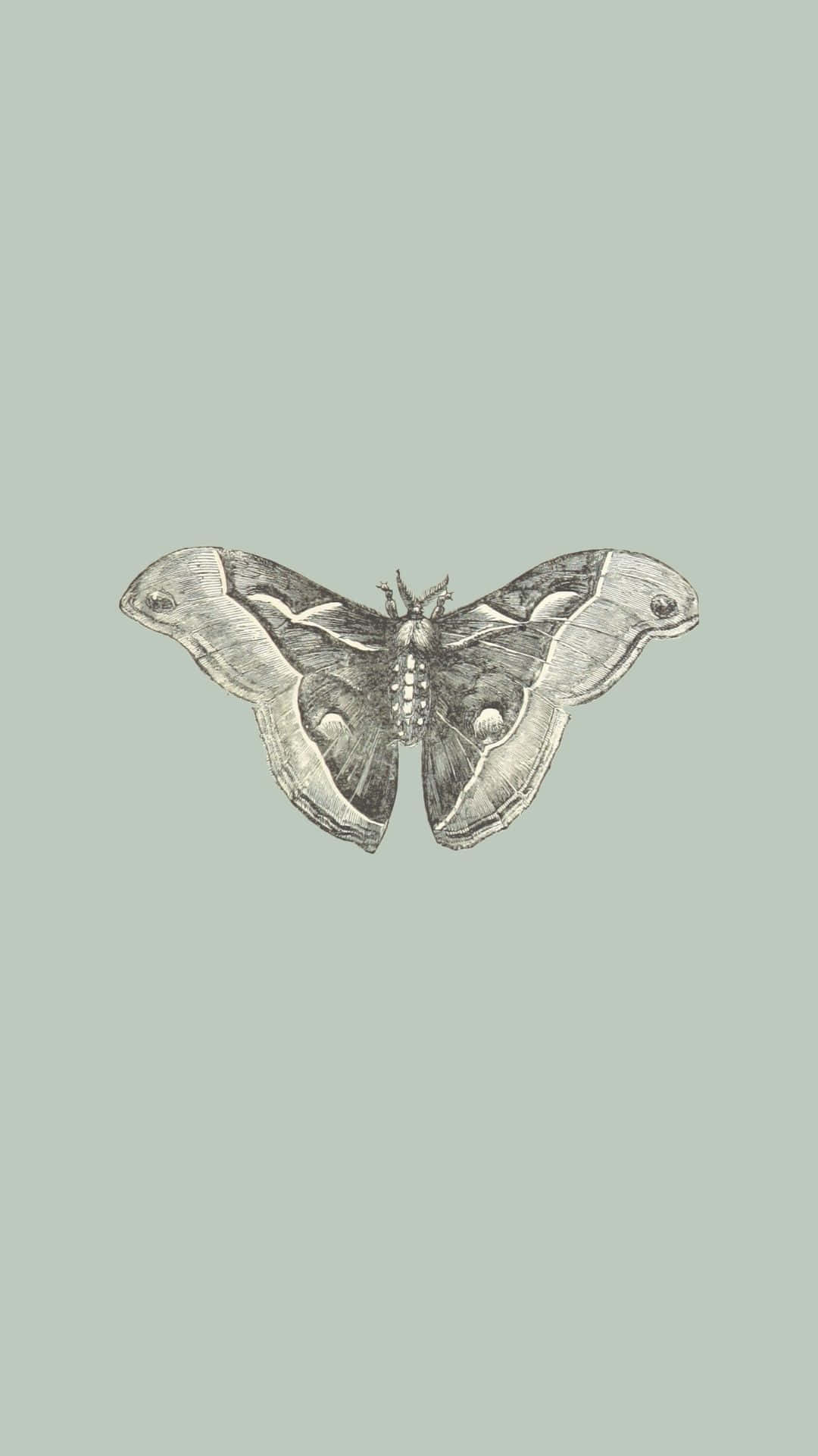 Sage Green Backgroundwith Moth Illustration Wallpaper