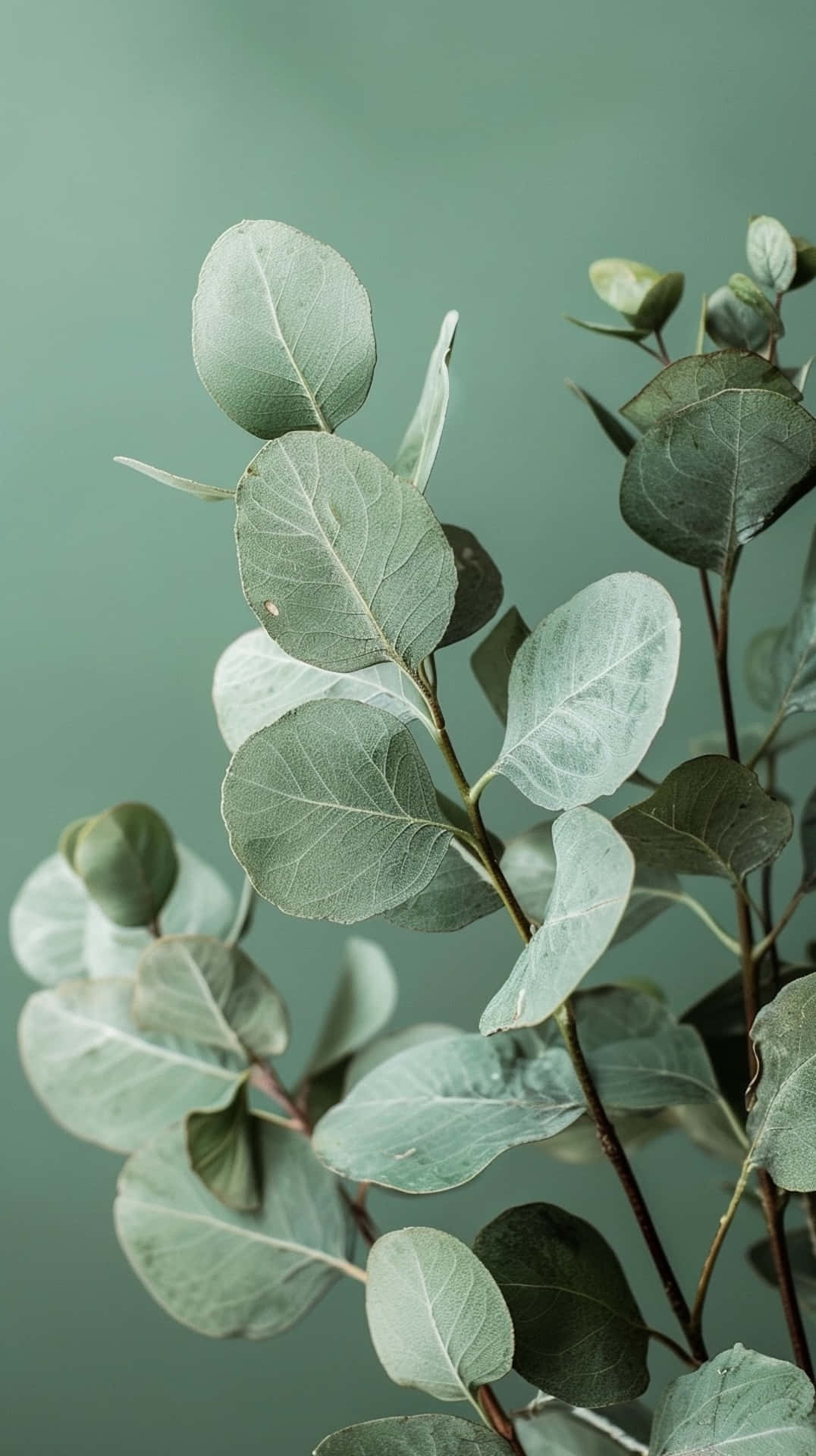 Sage Green Eucalyptus Leaves Wallpaper