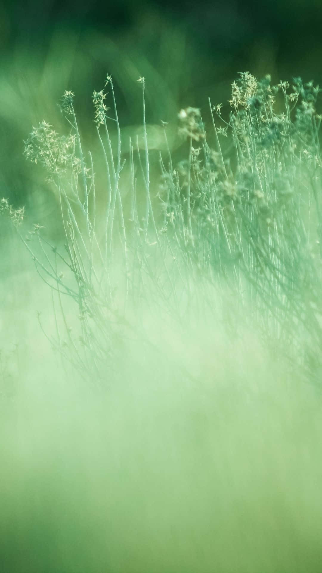 Sage Green Grass Field Blur Wallpaper