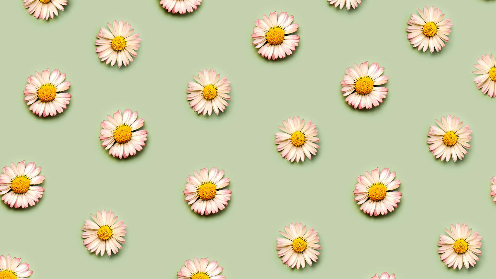 White Daisy Flower Patterns Sage Green Laptop Wallpaper