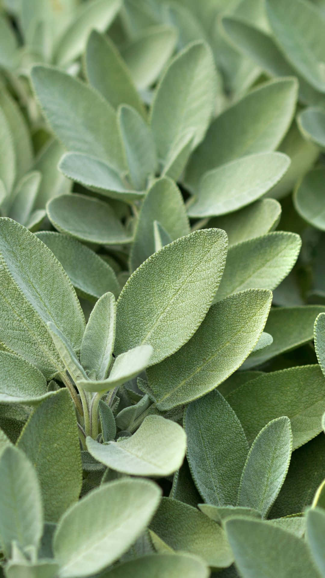 Sage Green Leaves Texture Wallpaper