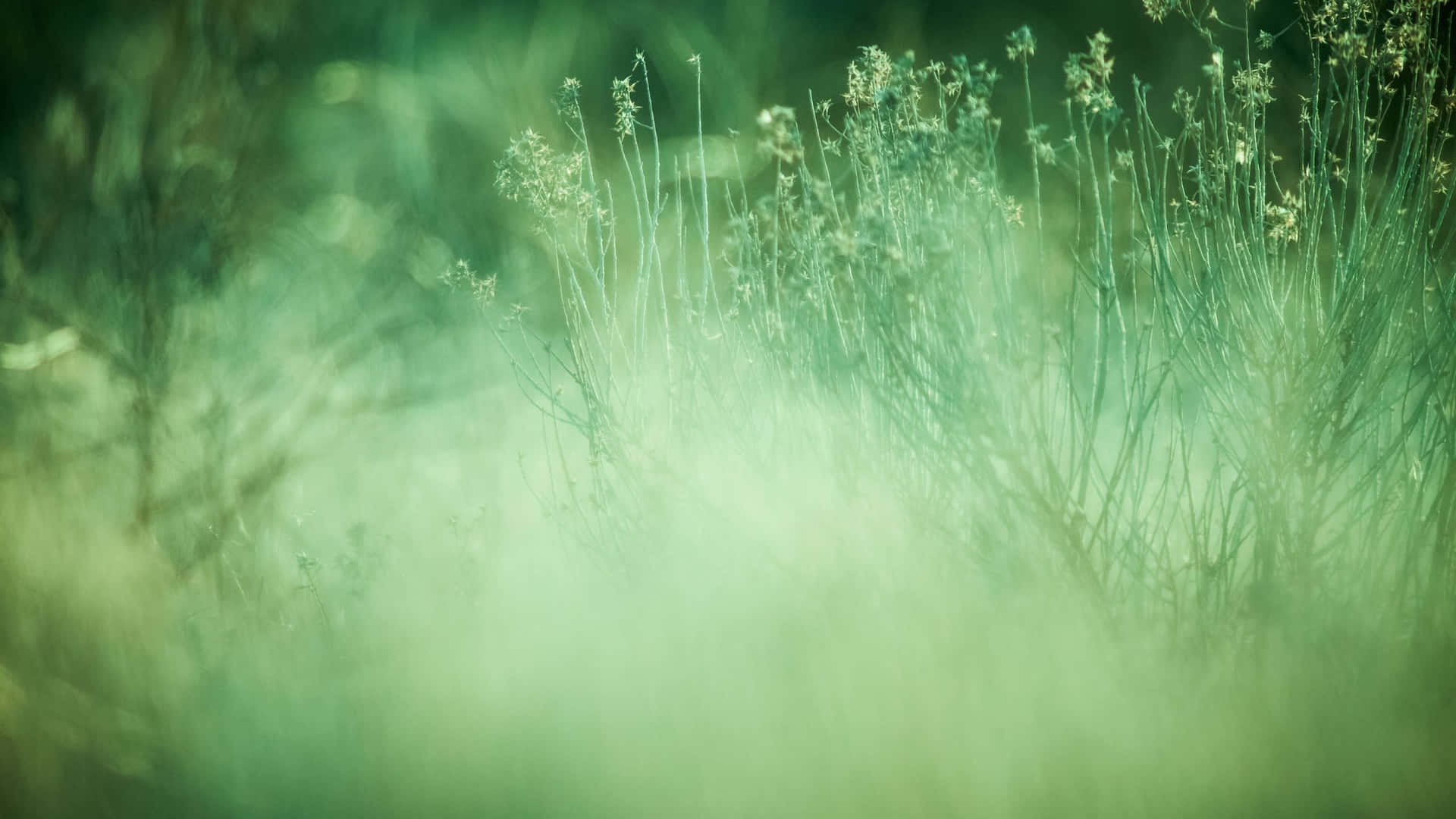 Sage Green Meadow Blur Wallpaper