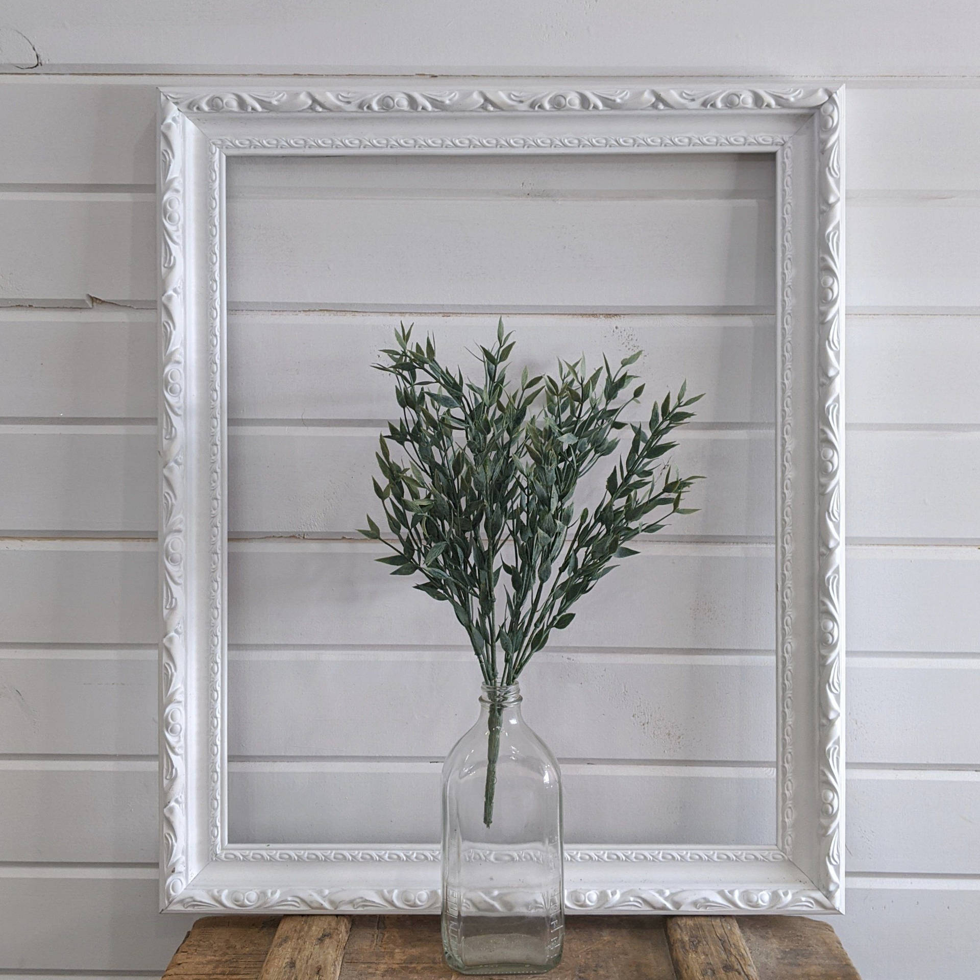 Sage Green Plant With White Border Background