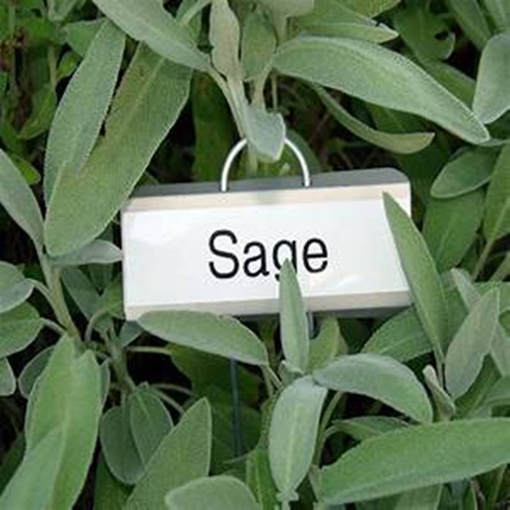 A Name Tag with the Word "Sage" Inscribed on it Wallpaper