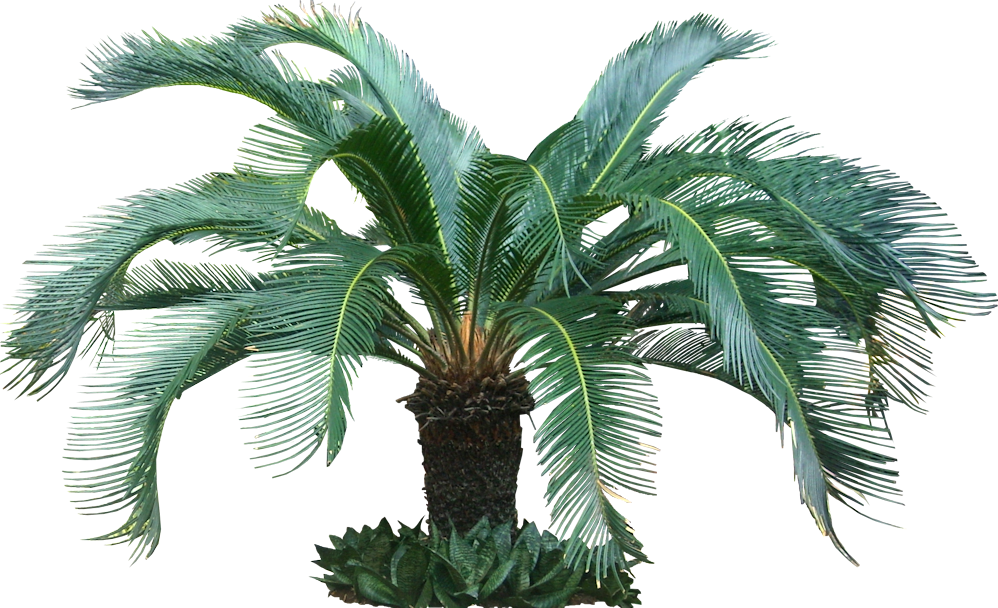 Sago_ Palm_ Tropical_ Tree.png PNG