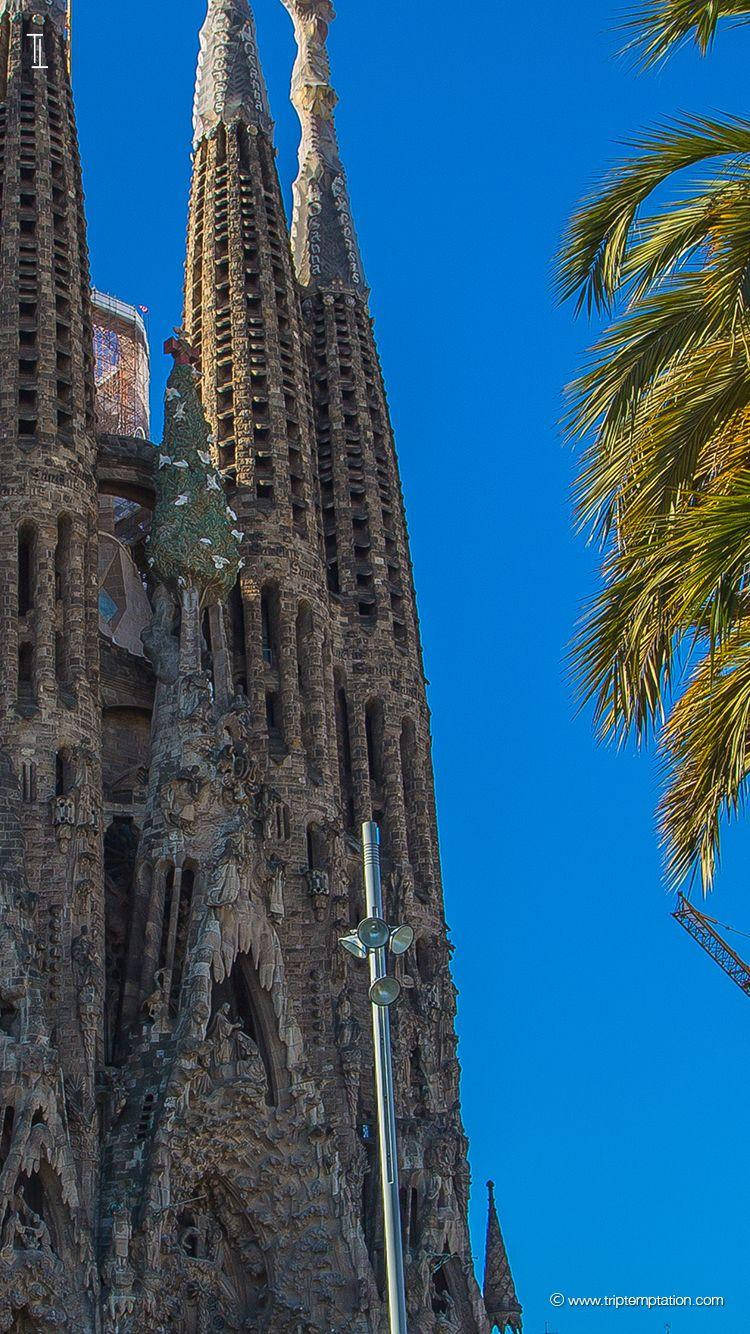 Sagrada Familia Phone With Tree Wallpaper