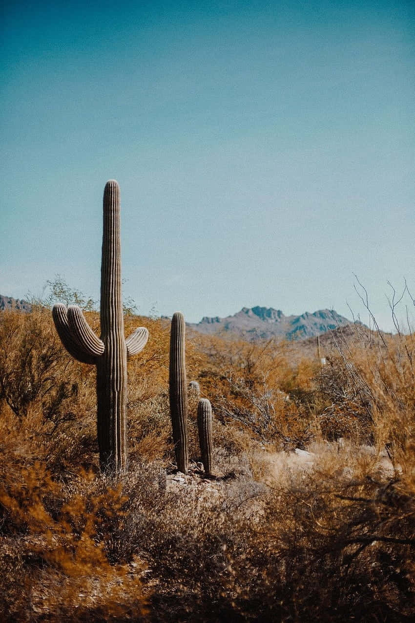 Saguaro_ Cacti_ Desert_ Landscape.jpg Wallpaper