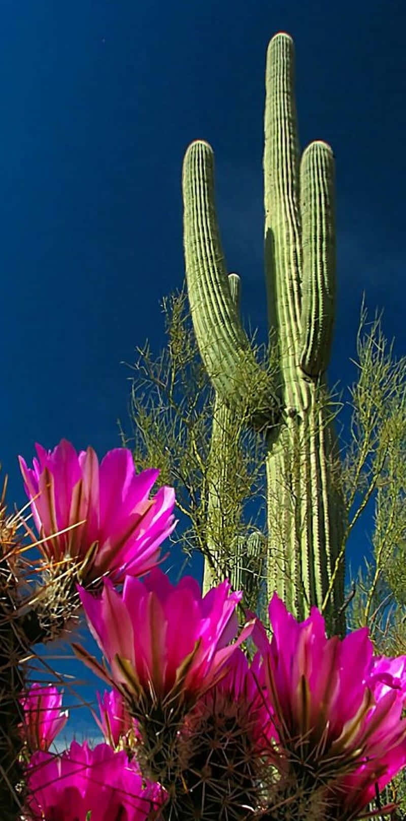 Saguaro Cactus Flower Wallpaper