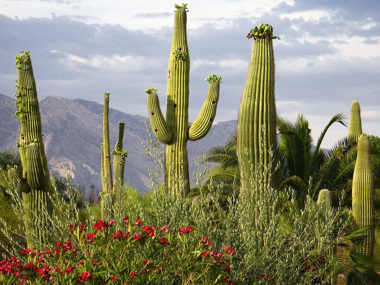 Saguaro_ Cactus_ Landscape.jpg Wallpaper