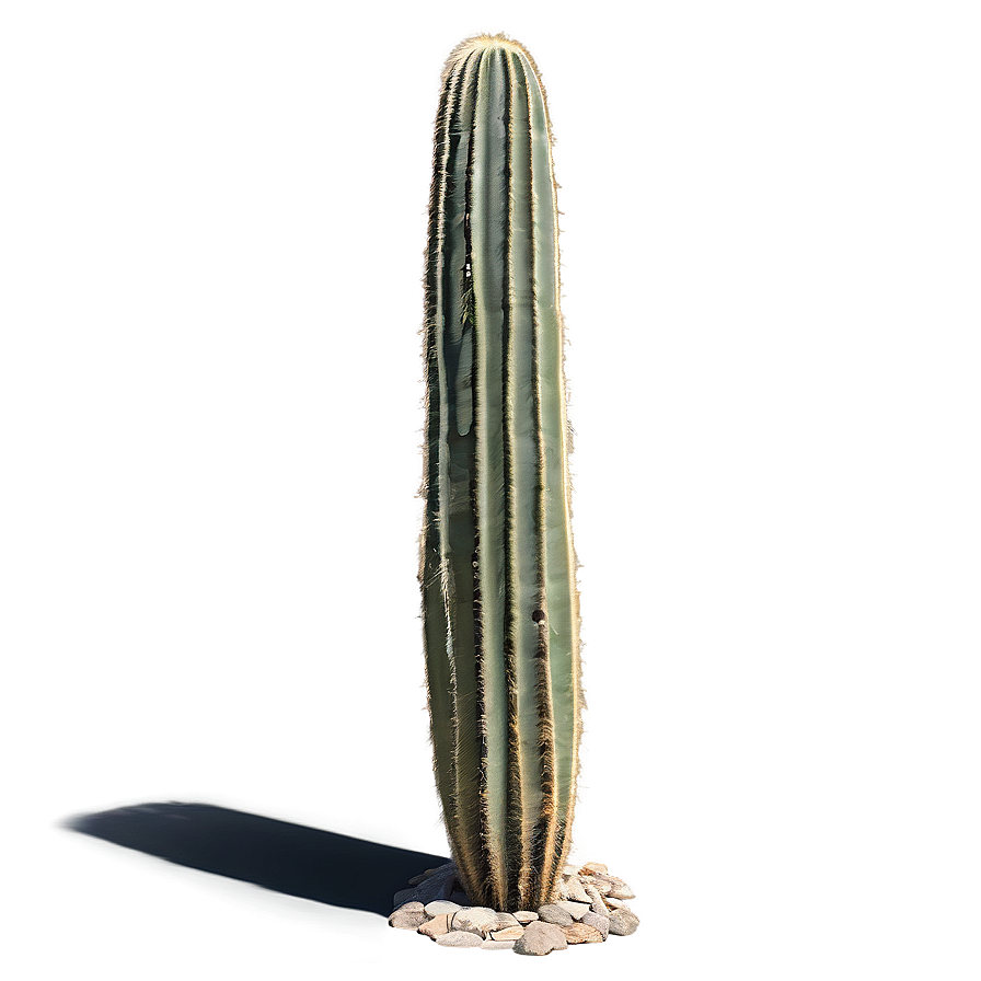 Saguaro Cactus Png Eeb34 PNG