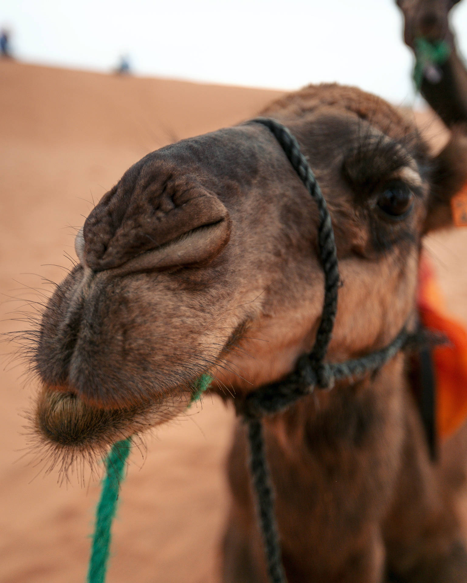 Nahaufnahmeeines Kamels In Der Sahara Wallpaper