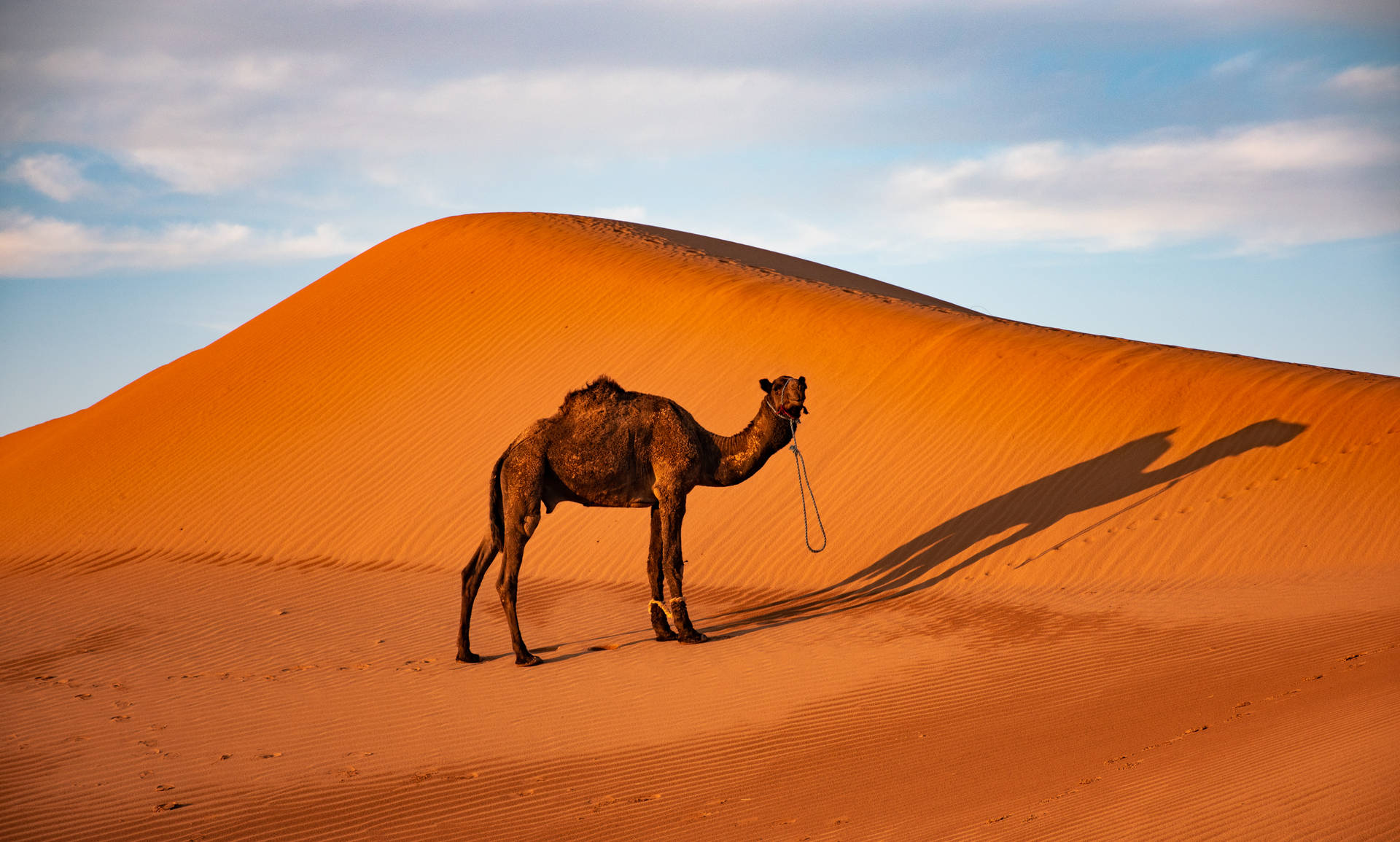 Sahara's Lone Camel Wallpaper