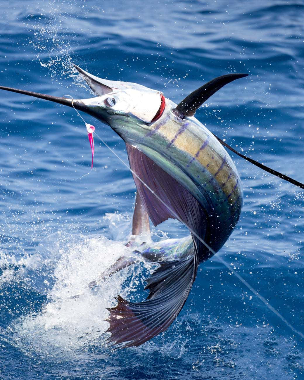 The beautiful sailfish is one of nature’s most graceful creatures.  Greet the day with a graceful swim. Description: A majestic sailfish leaps through the air in an effortless show of strength and beauty. Related Keywords: Sailfish, ocean, seascape, jump, majestic, strength, beauty, grace, nature.