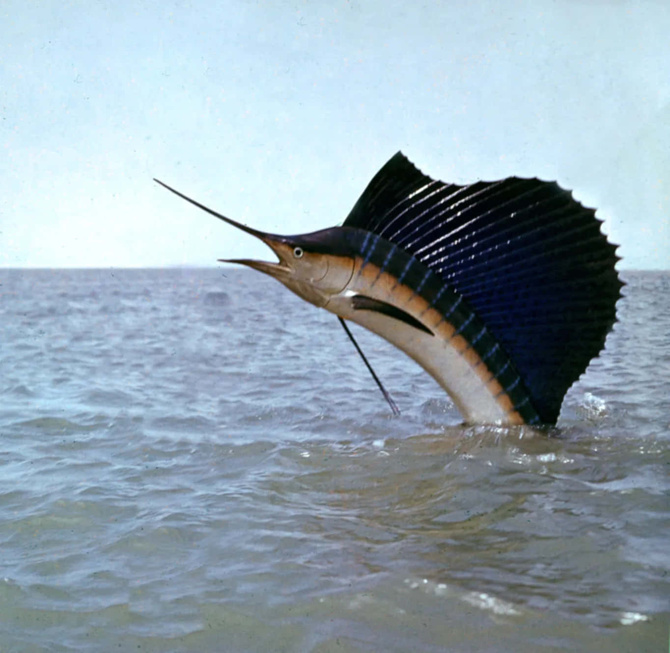 Sailfish leaping out of the ocean water
