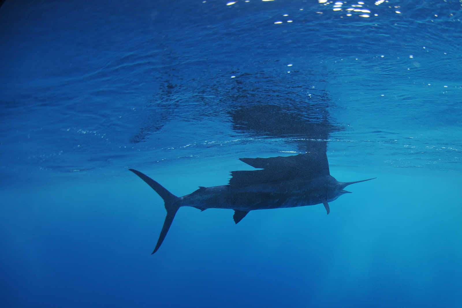 Forgetting Land, Living the Sea: Sailfish Swimming in the Blue
