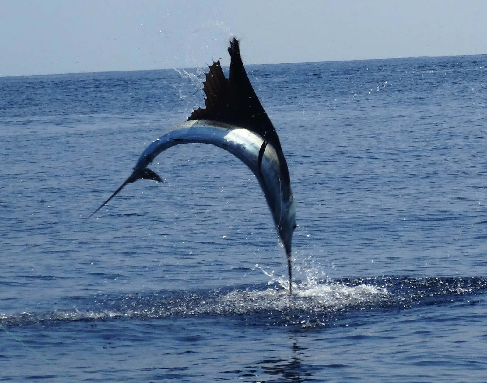 Enjoy the beauty of a sailfish in the wild