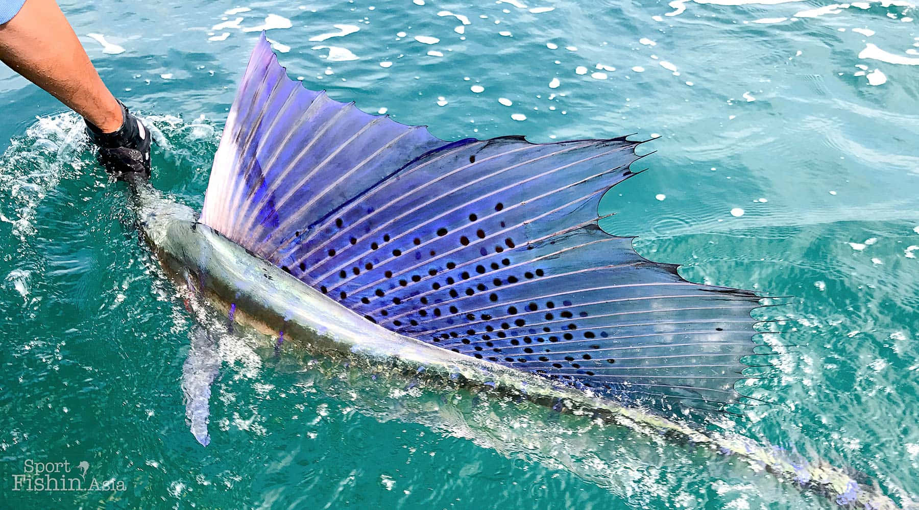Ensegelfisk Hoppande Ur De Blåa Vattnen I Karibien.