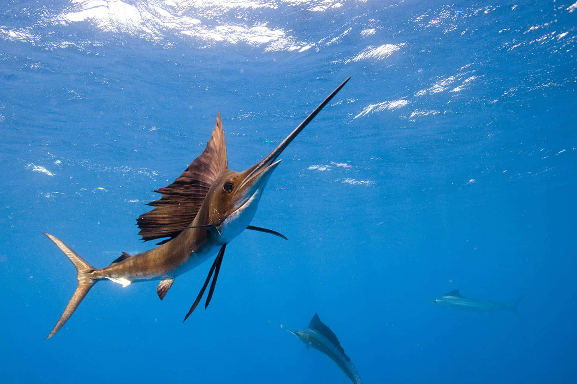 A Sailfish in its Element