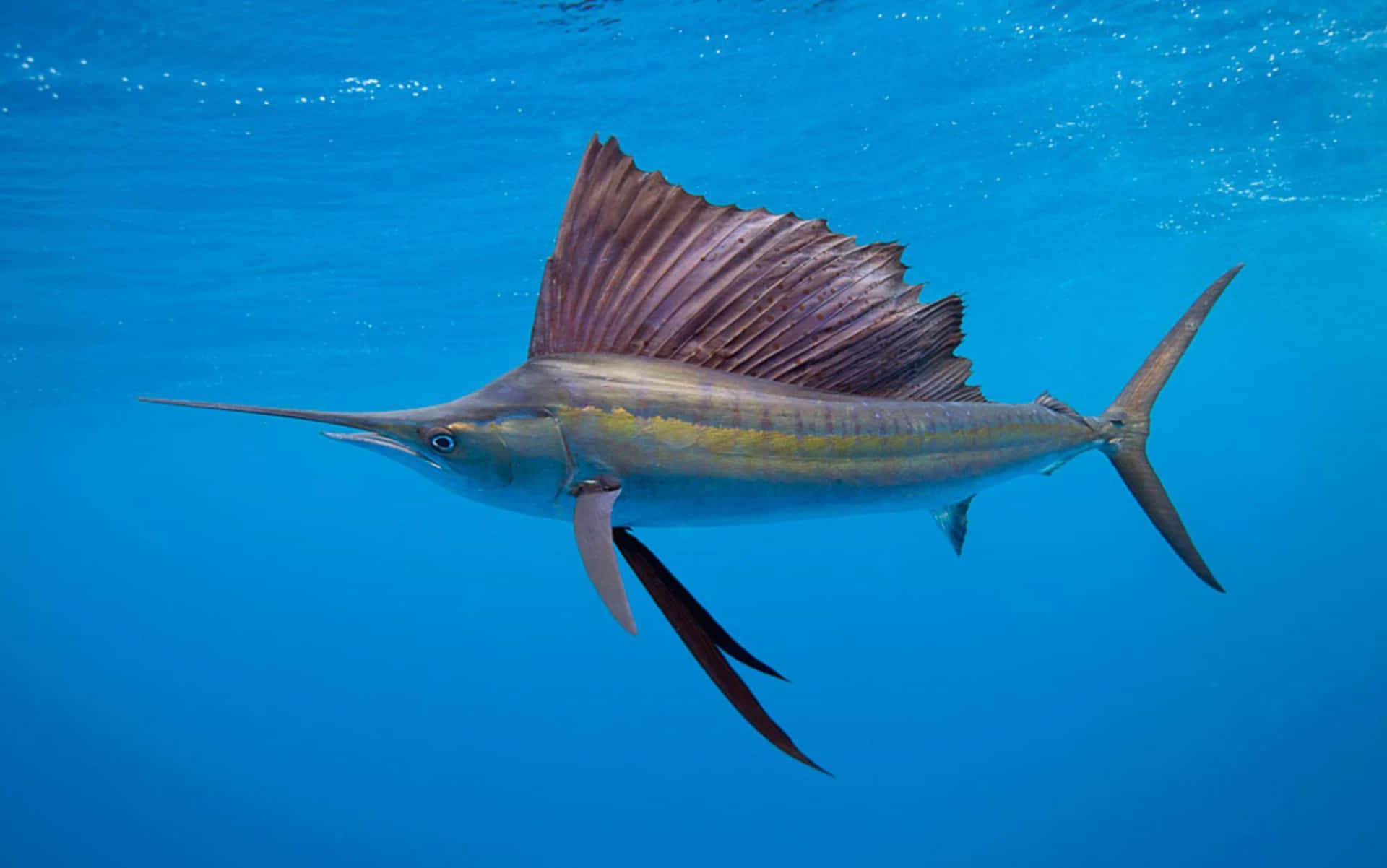Watch the vibrant colors of a Sailfish in the Ocean