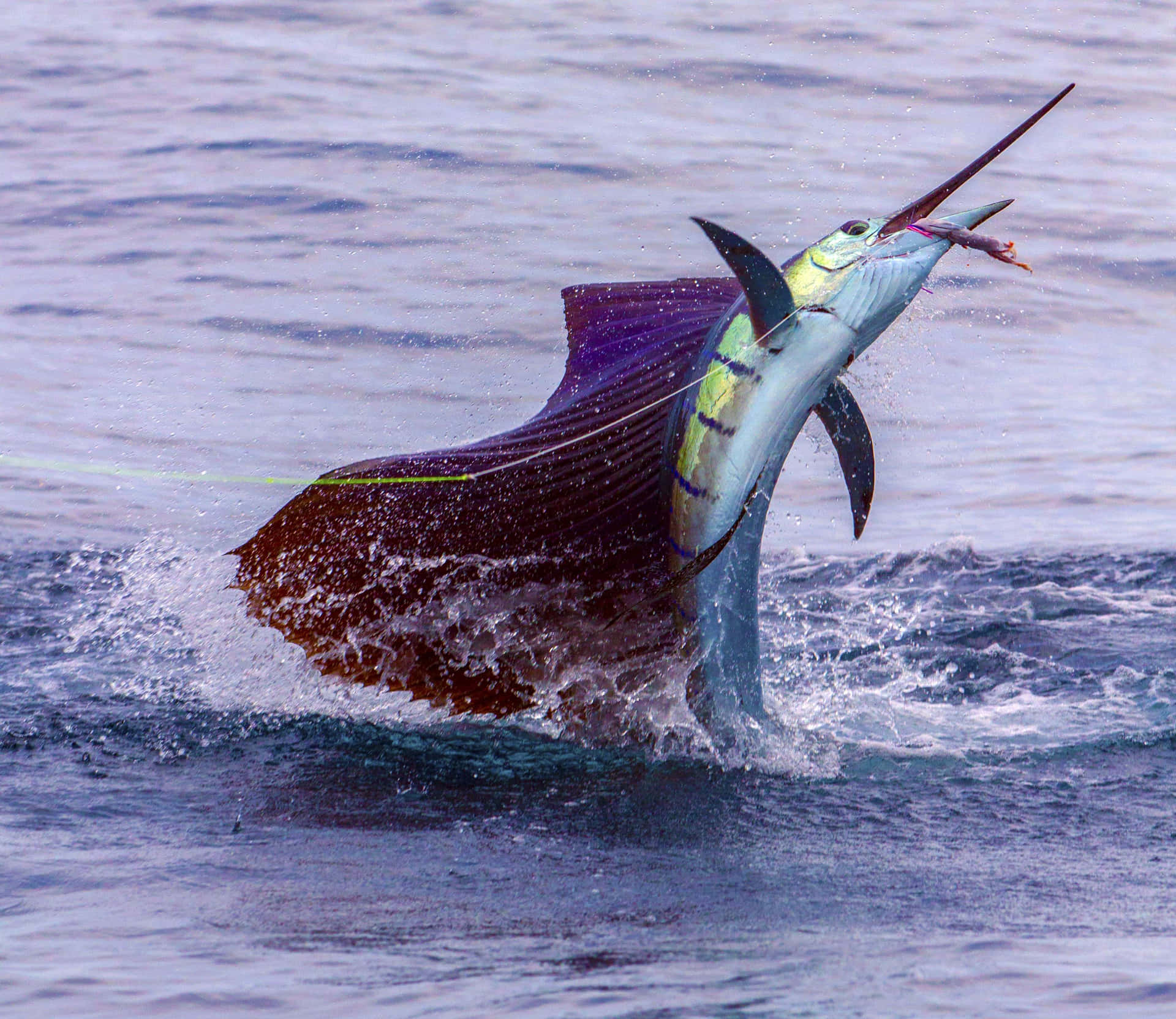 High Speed Sailfish