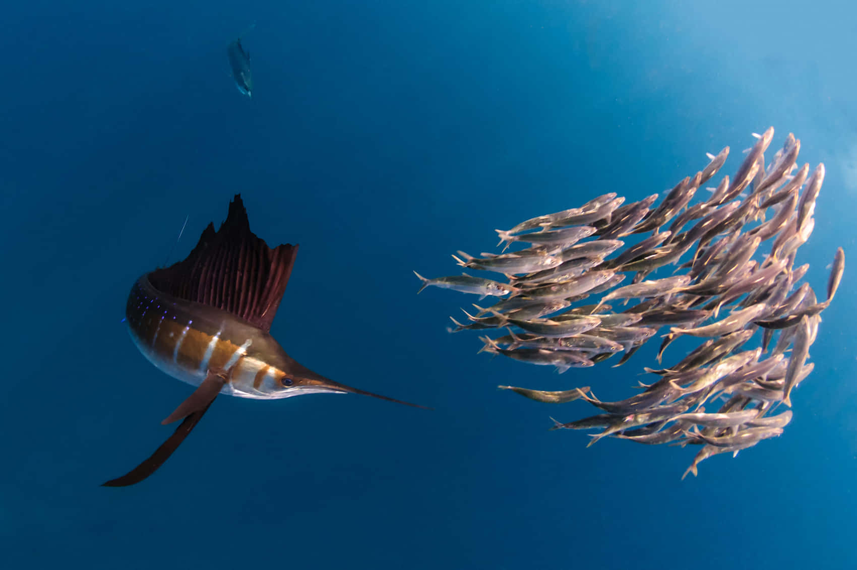 A Sailfish Leaping Out of the Ocean Water
