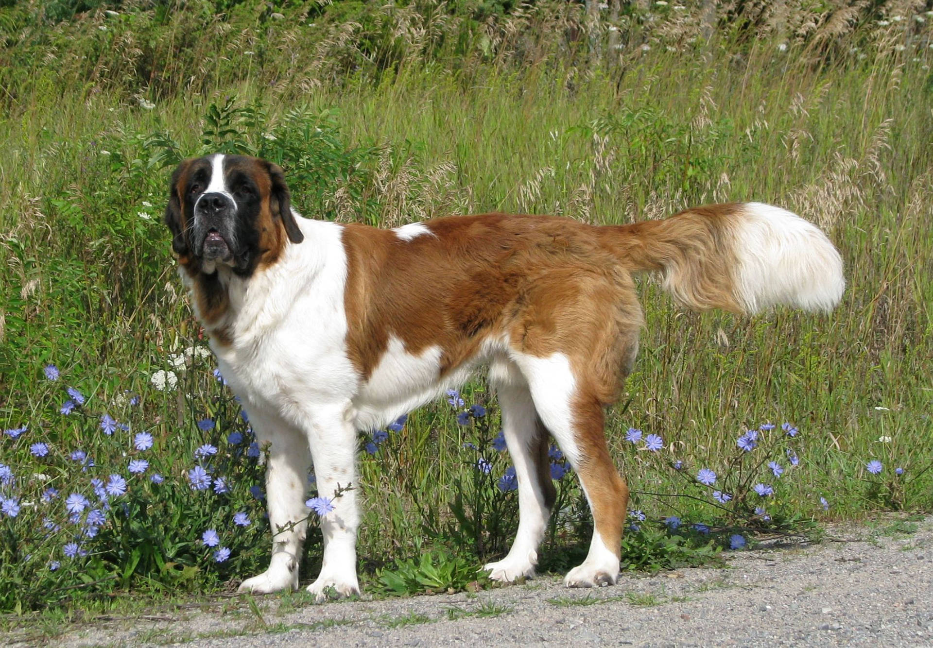 Saint Bernard, Dog, Grass, Walk Wallpaper