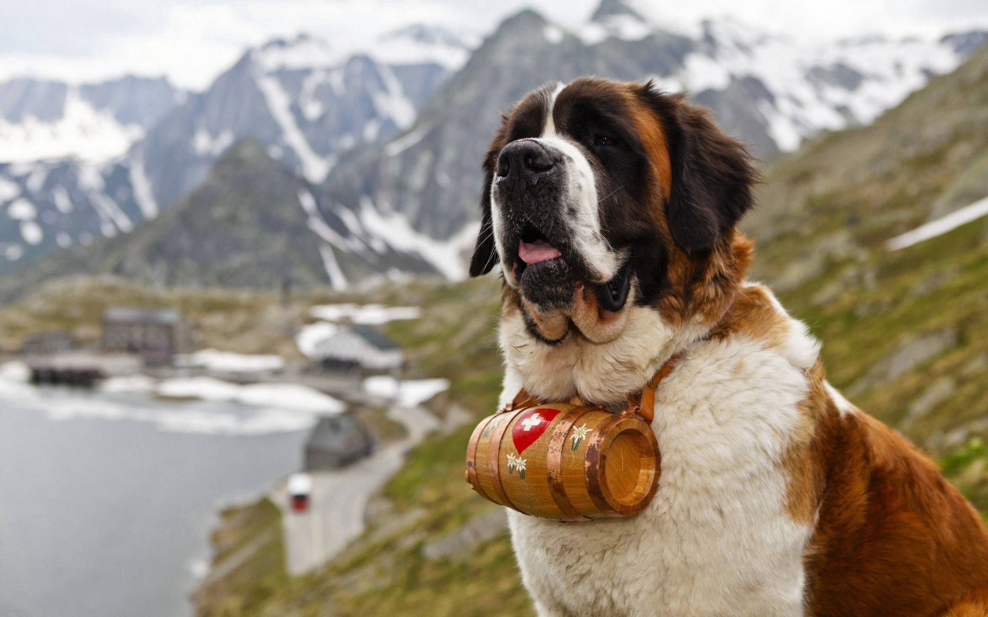 Saint Bernard Dog with Barrel Muzzle Wallpaper