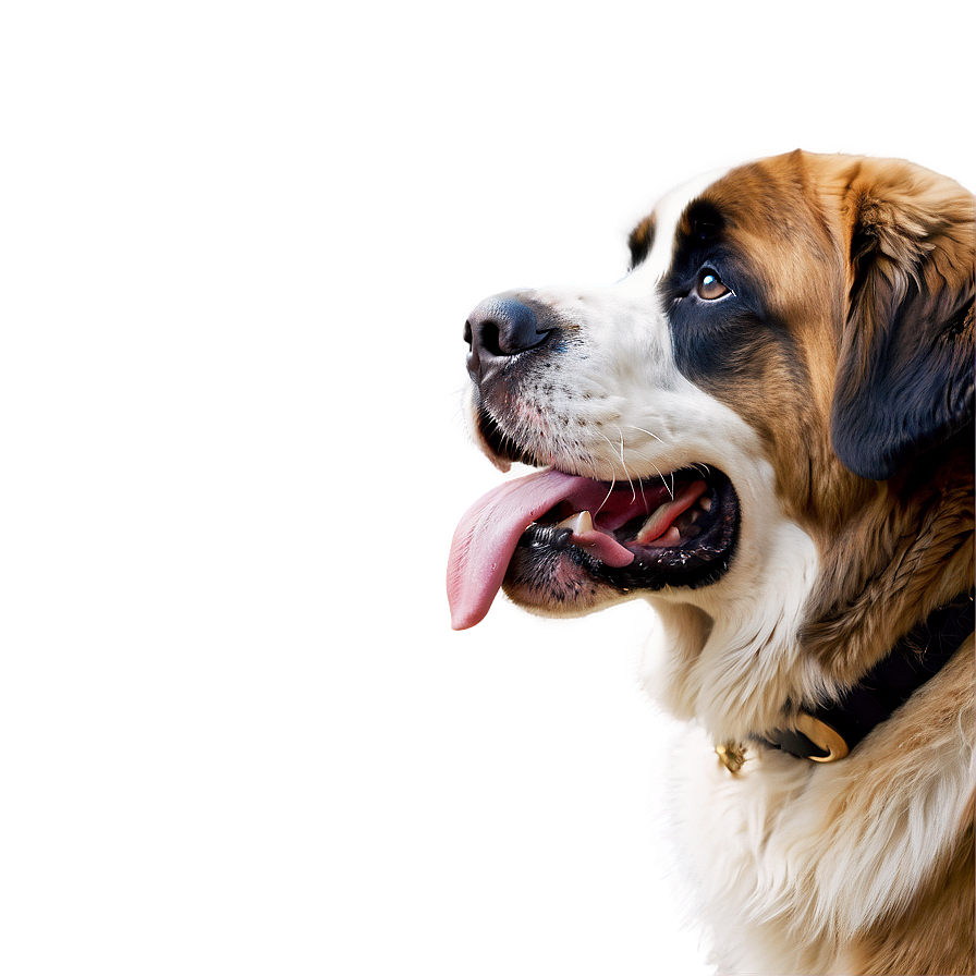 Saint Bernard Drool Face Png Nkn50 PNG