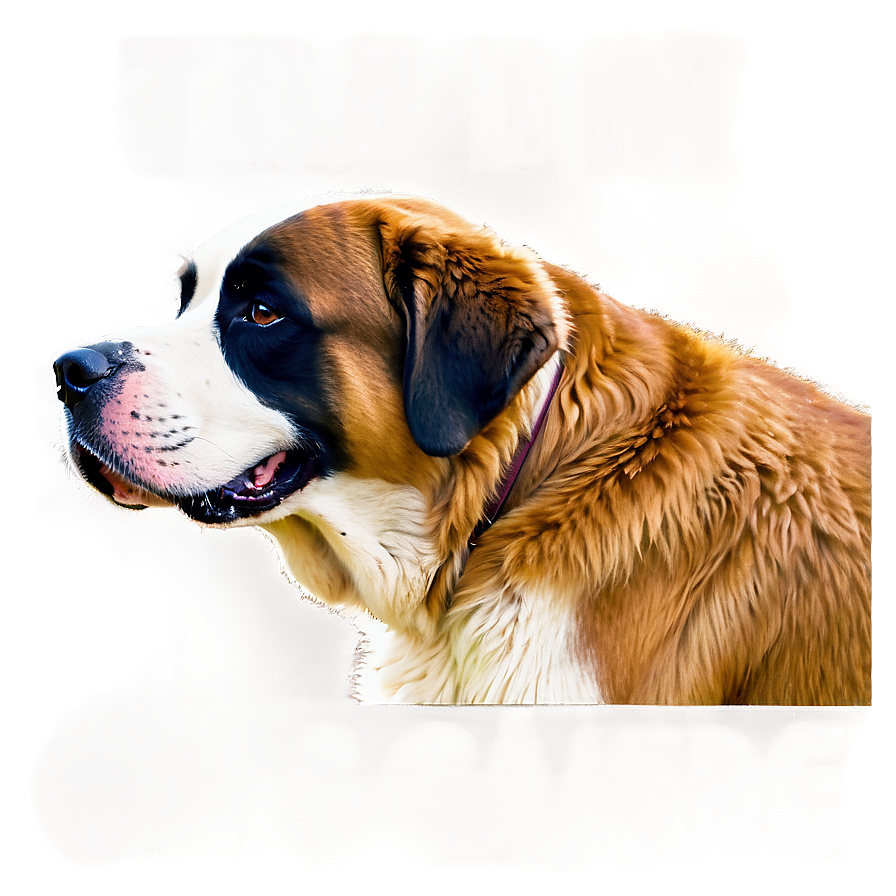 Saint Bernard On Guard Png Cor65 PNG