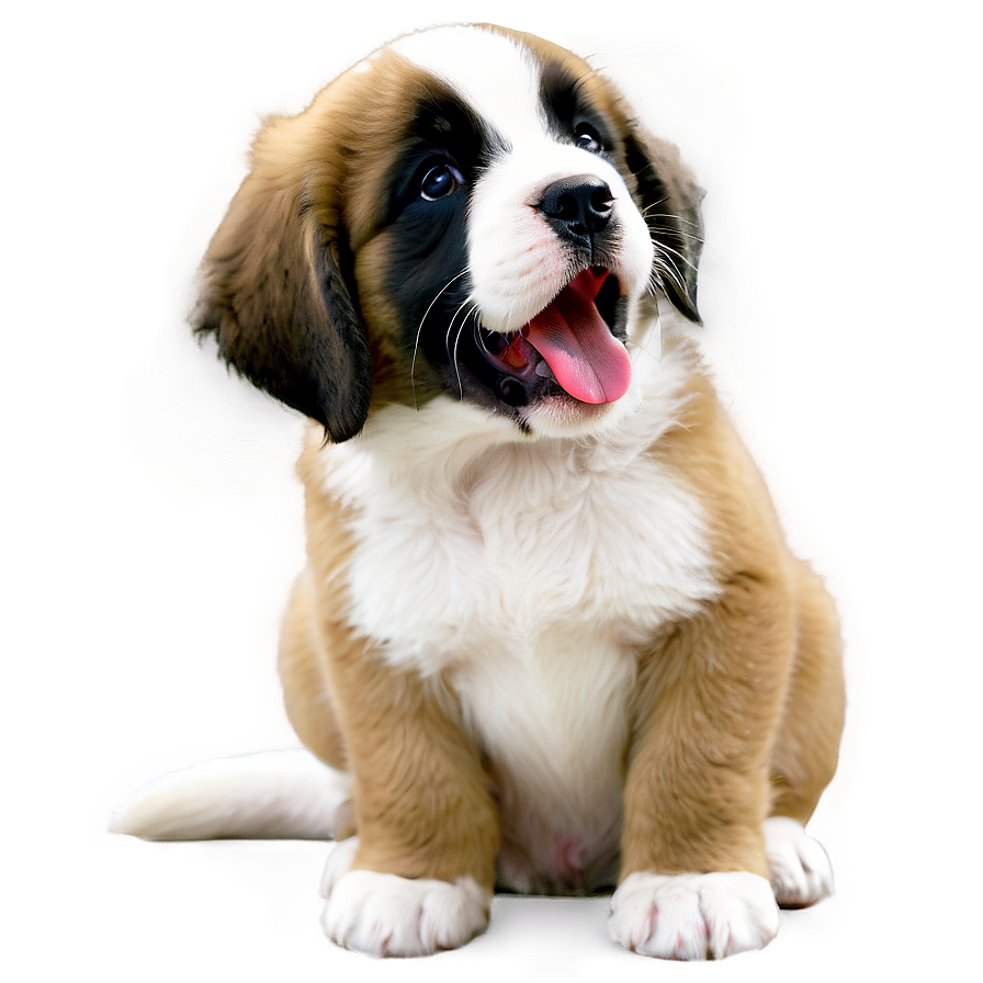 Saint Bernard Puppy Yawn Png Bpt4 PNG