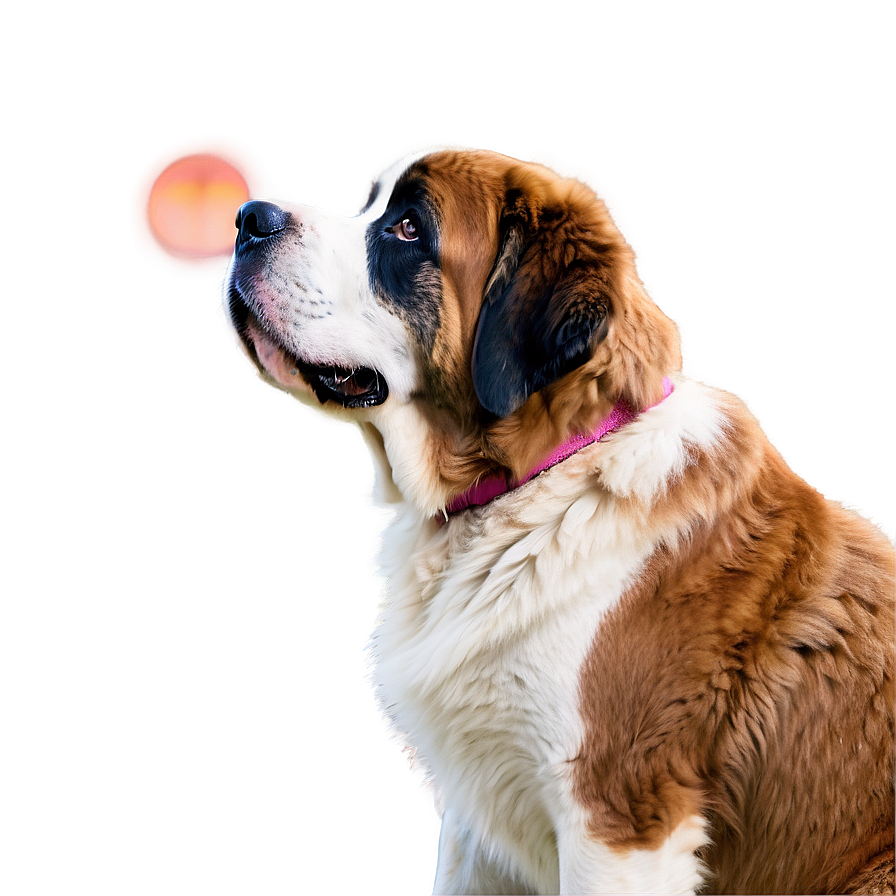 Saint Bernard Watching Sunset Png Dnw PNG