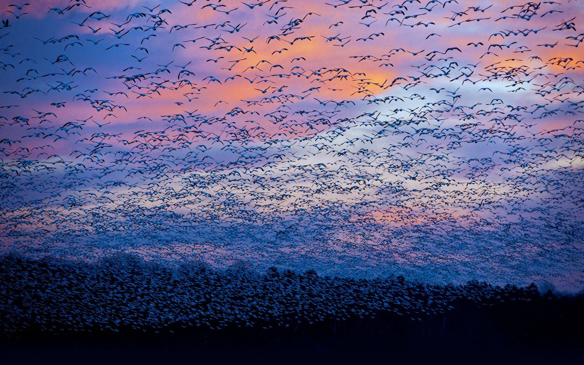A Flock Of Birds Flying In The Sky Wallpaper