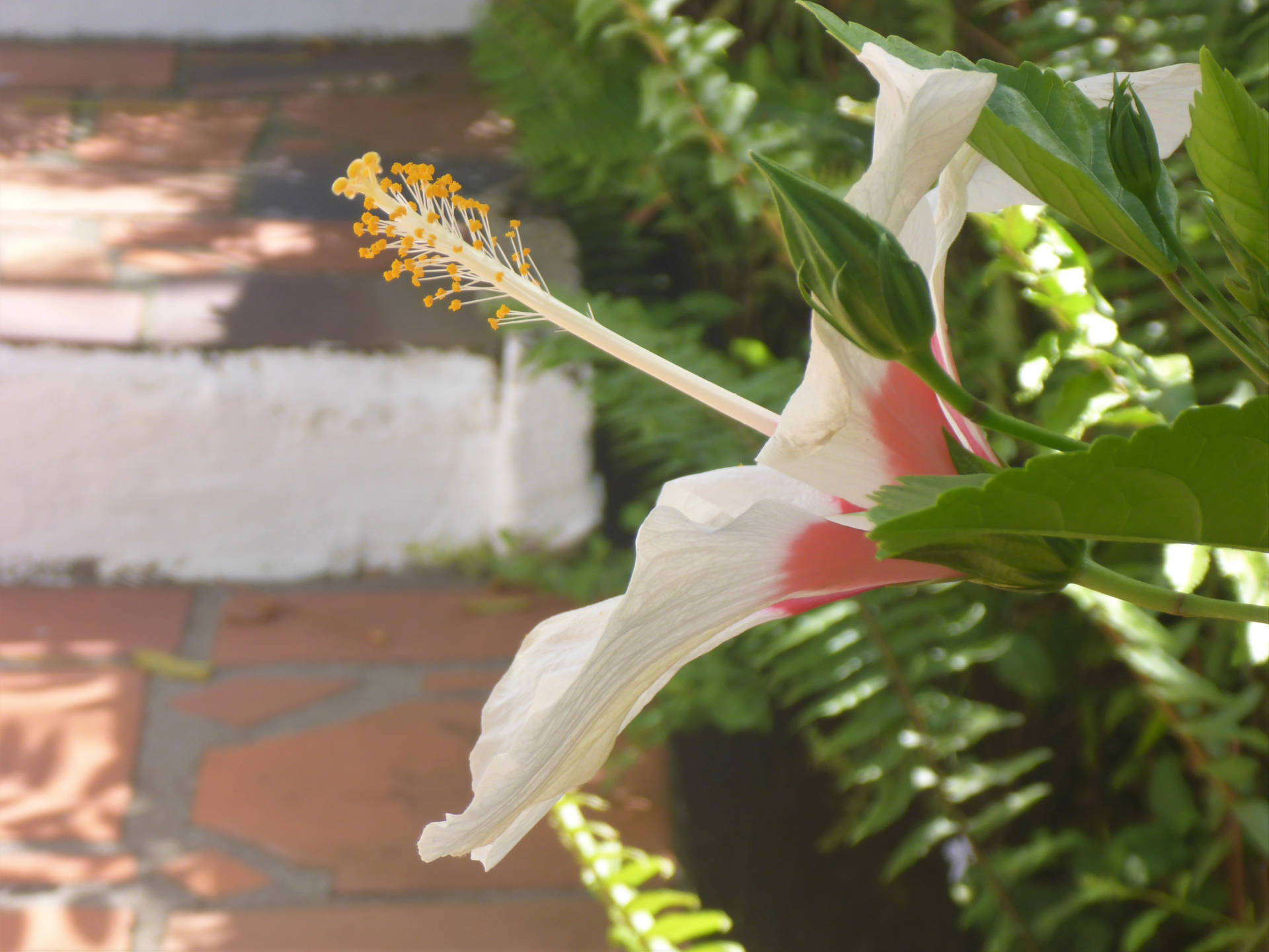 Santalúcia Hibiscus De Gros Islet. Papel de Parede